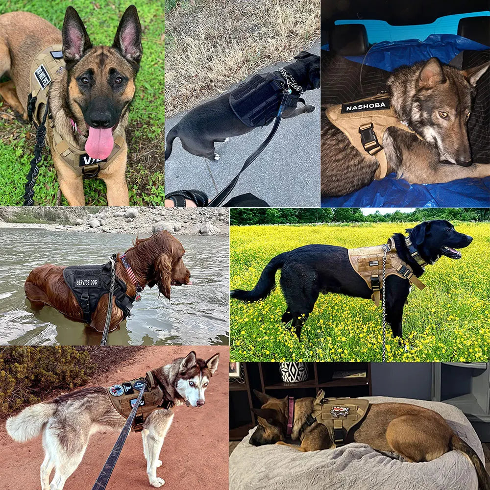 Petravel CN Dog Harness And Leash Vest Set Training Walks
